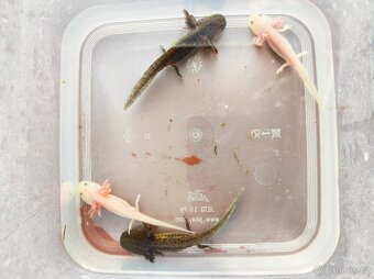 Axolotl mexický - Ambystoma mexicanum - 2