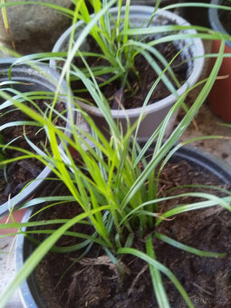 Okrasná travina Carex Morowii, panašovaná tráva - 2