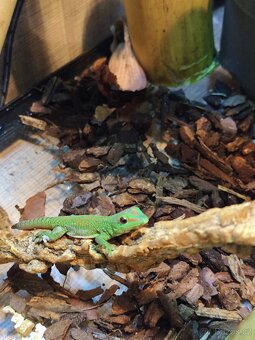 Phelsuma Felsuma madagaskarská grandis - 2