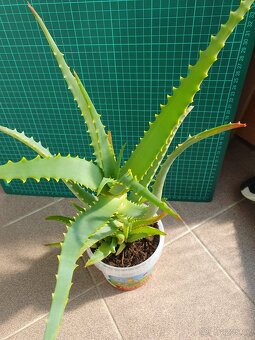 Aloe Vera - 2