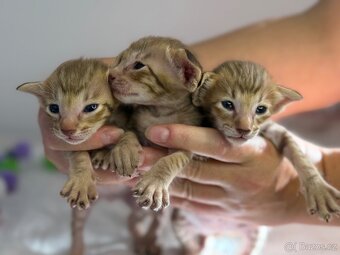 Orientální koťe Nemesis  & Nocco Marbleficent s PP - 2