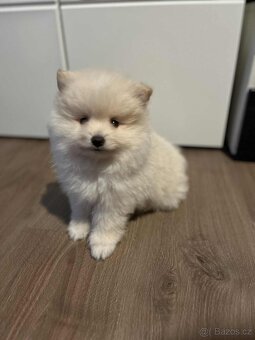 POMERANIAN - 2