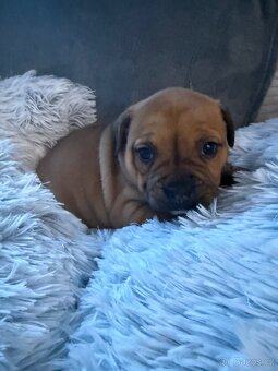 Stafordšírský bulteriér - 2