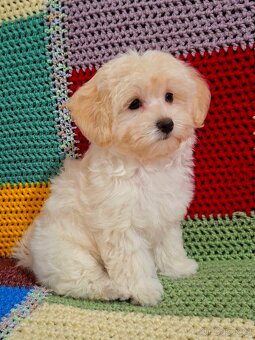 Štěňata maltipoo - 2
