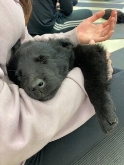 Belgický ovčák groenendael - 2