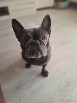 Francouzský buldoček - 2