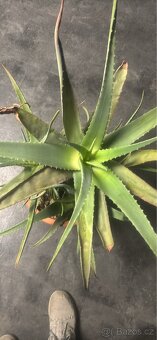 Pravá Aloe - 2
