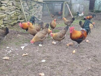 Česká zlatá kropenka - 2