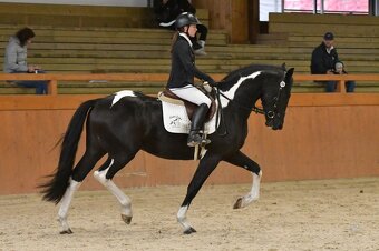 Barokní pinto - hřebec k připouštění, možný i prodej - 2
