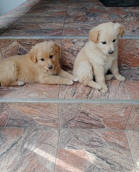 Zlatý retrívr/retriever - 2