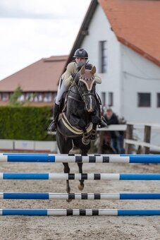 4letý oldenburský valach po Hickstead White - 2