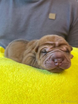 Sharpei,šarpej s PP - 2