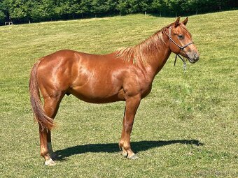 QH valach po AP Royal Bar - 2