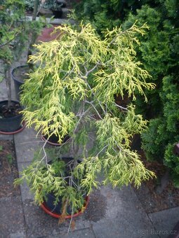 Borovice, smrčky, túje a další dřeviny - 2