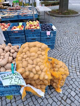 Brambory na uskladnění a český česnek na sadbu a na uskladně - 2