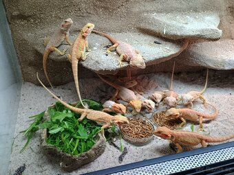 Agama vousata - 2