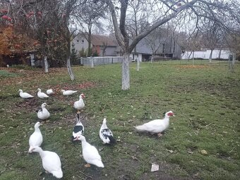 Vykrmené pižmovky akce 150,- - 2