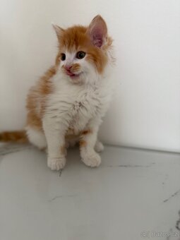 Mainská mývalí - 2