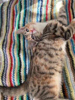 Koťátka domácí - 2