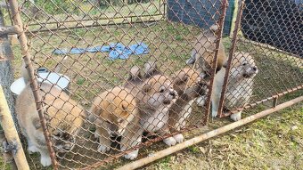 Nádherný pes japonské akity nabízím krytí - 2