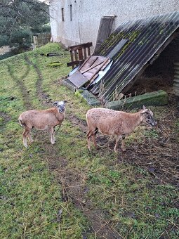 Beránek a ovečka kameruňská - 2