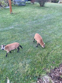 Ovce kamerunská - 2