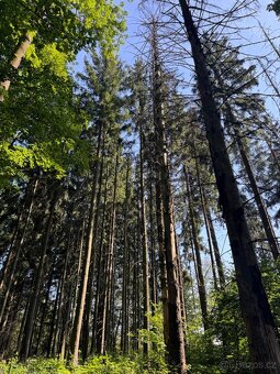 Prodej lesního pozemku v k.ú. Liberk - 2