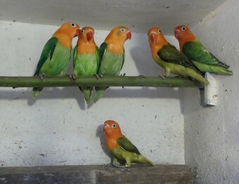 Agapornisové fischeri - 2