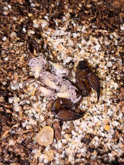 Štíři Heterometrus Petersi atd - 2