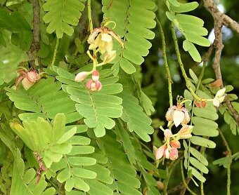 Tamarind indický - 2