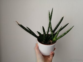 Sansevieria cylindrica - 2
