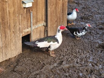 Kačer pižmový - 2