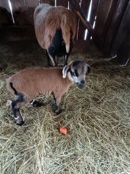 Prodám kamerunské beránky - 2