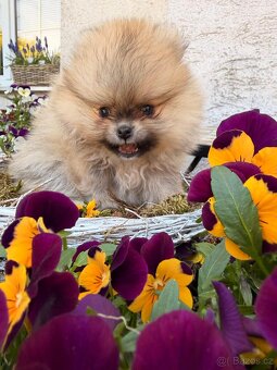 Pomeranian s p.p - 2