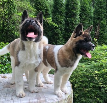 Americká Akita fenka s PP - 2