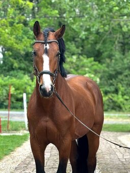 Jumping Horse Forsale - 2