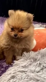 Pomeranian - 2