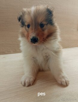 Kolie dlouhosrstá - 2