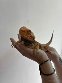 Agama vousatá samec - 2