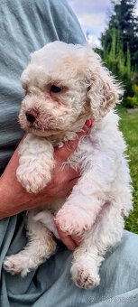 Lagotto Romagnolo s PP - 2
