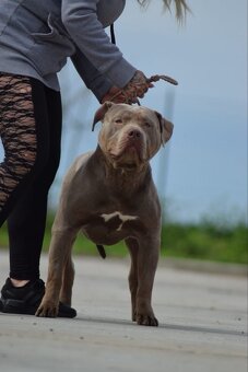 🐾 Hledáme nový domov pro dva psí parťáky American Bully - 2
