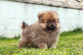 Pomeranian - 2