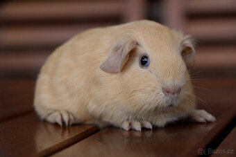 Morče, morčata, morčátko s PP - krátkosrstá - 2