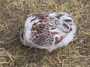 Wyandotka zdrobnělá zlatá bíle lemovaná - kohouti - 2