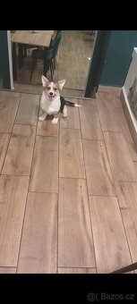 Welsh Corgi Pembroke FCI - 2