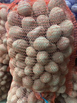 Brambory na uskladnění - 2