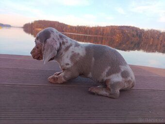 Trpasličí hladkosrstý jezevčík - 2