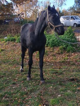 Slezský hřebec, 1,5 roku - 2