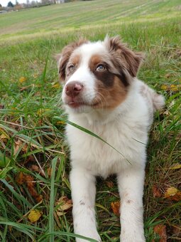 Border kolie x australak - 2