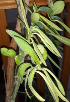 Gumovník (Euphorbia umbellata) přes 35 cm výška - 2